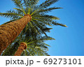 tops of palm trees against the blue sky. Bottom view 69273101