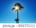 Palm tree from the bottom up against the blue sky 69273111