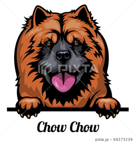 Head Chow Chow - dog breed. Color image of a dogs head isolated on a white background Head Chow Chow - dog breed. Color image of a dogs head isolated on a white background 69273239
