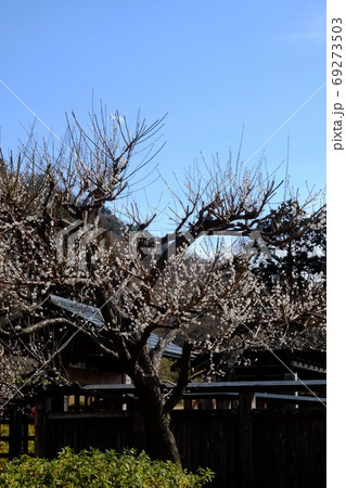 白梅と板塀と門　【相模原市津久井　2月】 69273503