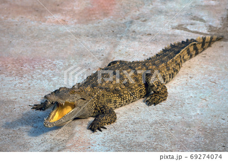 Crocody. 69274074