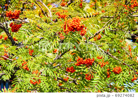 Green leaves of a tree with berries, rowan frui 69274082