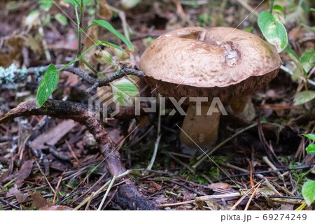 The uneatable bitter bolete mushroom Tylopilus felleus 69274249