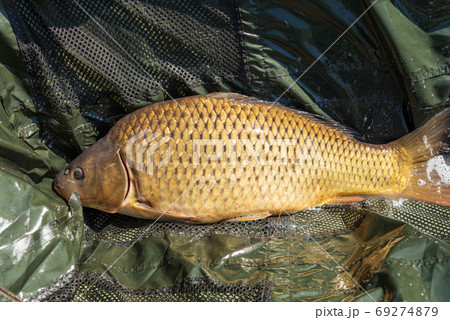 The Carp. Cyprinus Carpio in detail. The Carp. Cyprinus Carpio in detail. 69274879