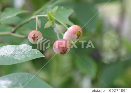 ブルーベリーの実 69274894