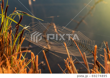 Cobweb on wild meadow, closeup view. Cobweb on wild meadow, closeup view. 69274895