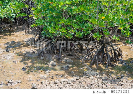 マングローブ林 69275232