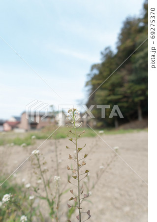 小さな頃から遊んだ野草の写真素材