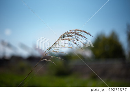 ゆらゆら揺れる雑草 ゆらゆら揺れる雑草 69275377
