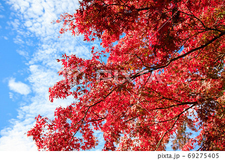 青空と秋の紅葉の風景 69275405