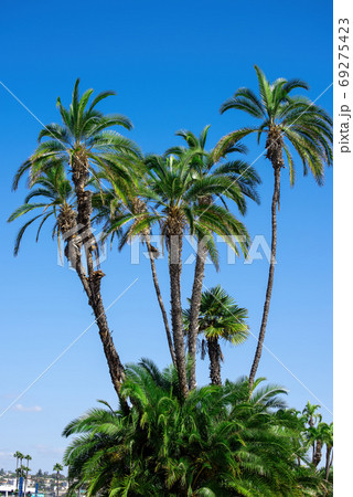 Palm tree in San Diego California 69275423