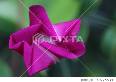 しぼんだ朝顔の花 69275534