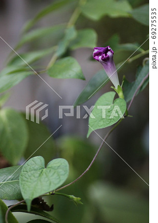 しぼんだ朝顔の花 しぼんだ朝顔の花 69275535