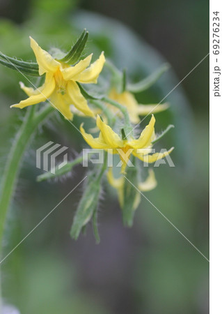 トマトの花 トマトの花 69276234