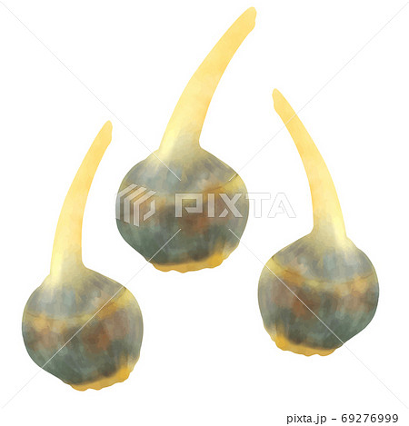 くわい  69276999