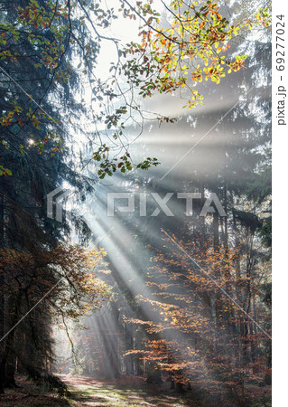 God beams - sunbeams in the morning forest 69277024