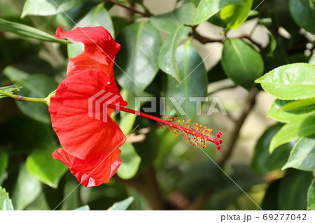 Red hibiscus - detail of the bloom 69277042