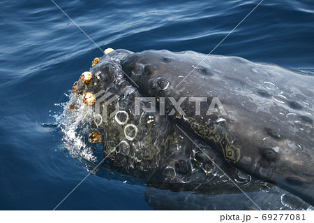 ザトウクジラのアップ 沖縄県座間味島 ザトウクジラのアップ 沖縄県座間味島 69277081