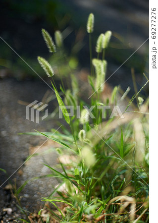 道端の猫じゃらしの写真素材