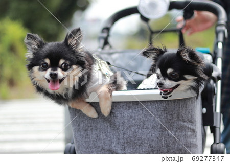 カートに乗って楽しい2匹のチワワ 多頭飼い 犬の写真素材 [69277347