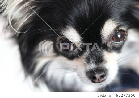 見上げるチワワのアップ 犬の写真素材