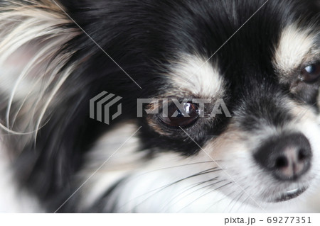 くつろぐチワワのアップ くつろぐチワワのアップ 69277351