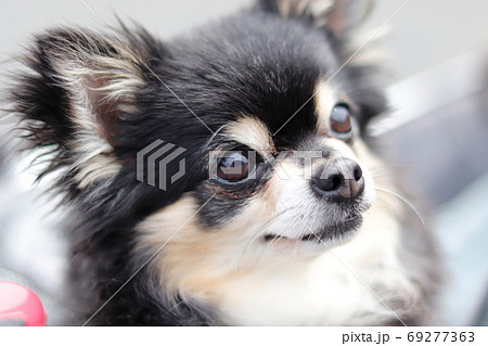 可愛い顔のチワワ 犬の写真素材