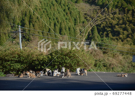 猫の集団 69277448