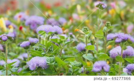 薄紫の花の写真素材