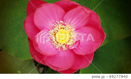 花 蓮 ピンク 69277940