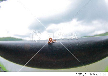 黒いパイプの上の小さな尺取虫の散歩の写真素材