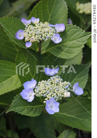 紫色の紫陽花 紫色の紫陽花 69278480