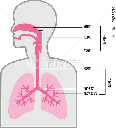 呼吸器の名称のイラスト素材