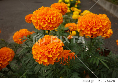 夏に咲いたオレンジのアフリカンマリーゴールドの花 69278620