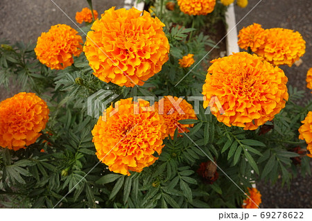 夏に咲いたオレンジのアフリカンマリーゴールドの花 69278622