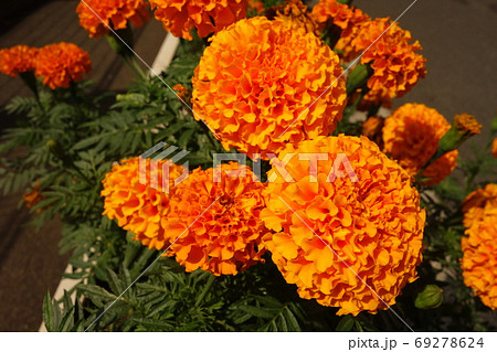 夏に咲いたオレンジのアフリカンマリーゴールドの花の写真素材
