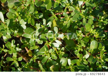 スベリヒユの群生 69278643