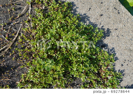 スベリヒユの群生 69278644