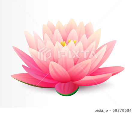 Beautiful realistic pink lotus flower isolated on white background, water plant, vector illustration. 69279684