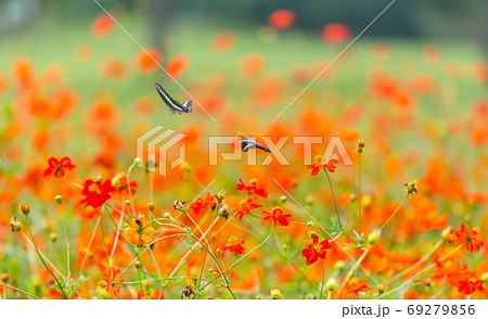 アオスジアゲハ、キバナコスモス、カラフルな、花畑、夏の花、赤い花、オレンジの花 69279856