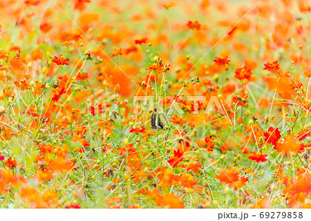 アオスジアゲハ、キバナコスモス、カラフルな、花畑、夏の花、赤い花、オレンジの花 69279858