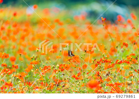 アオスジアゲハ キバナコスモス カラフルな 花畑 夏の花 赤い花 オレンジの花の写真素材