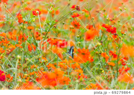 アオスジアゲハ キバナコスモス カラフルな 花畑 夏の花 赤い花 オレンジの花の写真素材