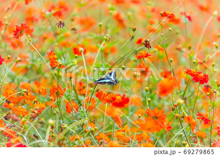 アオスジアゲハ キバナコスモス カラフルな 花畑 夏の花 赤い花 オレンジの花の写真素材