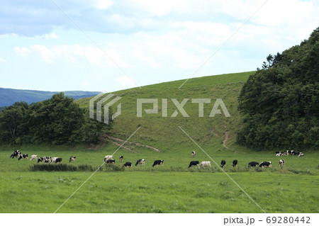 北海道　宗谷地方　放牧される牛 69280442