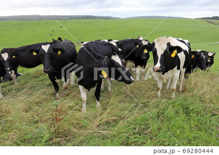 北海道　宗谷地方　放牧される牛 69280444