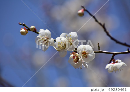 白梅と青空 白梅と青空 69280461