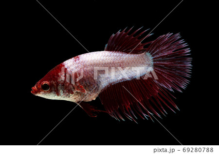 fighting fish on black background. Betta fish fighting fish on black background. Betta fish 69280788