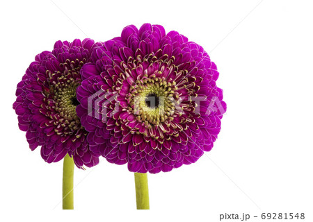 gerbera pomponi isolated 69281548