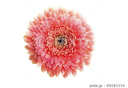 gerbera pomponi isolated 69281554